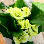 バラ咲きプリムラ 苗 マスカットのジュレ 3.5号ポット