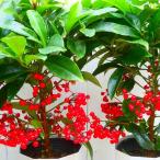  десять тысяч обе рассада красный Berry z3.5 номер . вид красный реальный Новый год украшение тоже Рождество подарок Рождество 251111