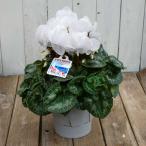  цикламен персидский на данный момент товар 9 пастель белый цветок 5 номер горшок подарок по случаю конца года подарок подарок салон направление растение в горшке 251118