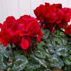  цикламен персидский растение в горшке ma Caro n шоколад 5 номер горшок . красный цвет подарок по случаю конца года подарок подарок на данный момент товар 35 251125