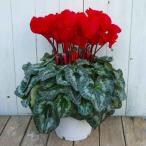 シクラメン 現品3 赤花 シュトラウス 6号鉢 お歳暮 プレゼント ギフト 室内向き 鉢植え 251118