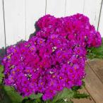  примула malakoites5 номер No.3 розовый запад Sakura .. новогоднее поздравление подарок подарок подарок 260115