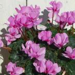  цикламен персидский wing k. -слойный ... розовый 5 номер горшок подарок по случаю конца года упаковка растение в горшке зимний цветочный горшок подарок на данный момент товар 13