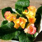 バラ咲きプリムラ 苗 プリンアラモード 3.5号ポット 