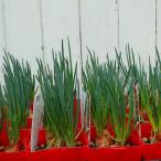 野菜苗 水菜 京みぞれ 無農薬 苗 ハーブ 3.5号ポット 耐寒性強 12.15