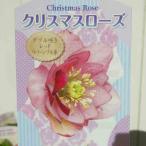 クリスマスローズ 八重咲き 開花苗 苗 黄色 イエロー 3.5号 現品4 山野草 宿根草 12.29