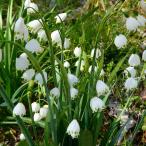 スズラン水仙苗3.5号スノーフレー...