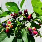  ирга саженец супер .. Lee jento6 номер высота дерева 40cm АО .. The iflibok.. дерево символ tree фруктовое дерево растение 250515