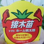  контактный . дерево помидор Home персик Taro рассада контактный . дерево рассада большой шар помидор овощи рассада 3.5 номер огород 220428