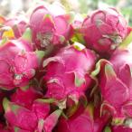  питахайя рассада 4 номер горшок Nankoku фрукты Queen of the Night фруктовое дерево рассада 240319