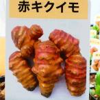 kikimo рассада овощи рассада 3 номер здоровье овощи клетчатка огород 230323