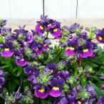 ネメシア苗シュガーベリー苗3.5号...