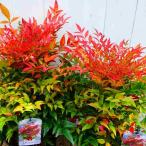 南天 苗 オブセス 矮性種 6号ポット 低木 グランドカバー 常緑低木 植え込み おせちの飾り付け 251111