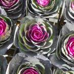 葉牡丹苗ブラックルシアン3.5号お...