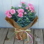 カーネーション ノウル 5号鉢 ピンク 鉢花 母の日 プレゼント ギフト　250503