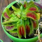 食虫植物ハエトリソウ苗ジャイアンツ...