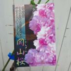 桜苗木関山桜カンザンザクラ大輪八重...