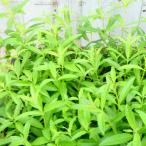 レモンバーベナ苗3.5号ポットハー...