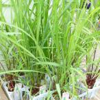 レモングラス苗3.5号ハーブ苗ハー...