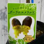  палец lime рассада da- Ram изумруд 3.5 номер .. фруктовое дерево фрукты черная икра черная икра lime необычный фруктовое дерево 240423