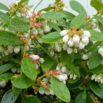  голубика рассада 4.5 номер горшок товар вид неизвестен фруктовое дерево рассада фрукты растение садовое дерево 250401