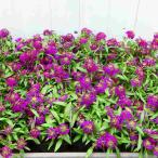 栄養系アリッサム苗パープルストリー...