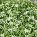 スーパーアリッサム苗アイシクルナイ...