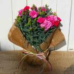 カーネーション ローズチャーム 5号鉢 ピンク覆輪  鉢花 母の日 プレゼント ギフト　250508