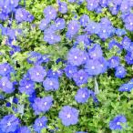 エボルブルス 苗 ブルーラグーン 4号鉢 コンパクト ア