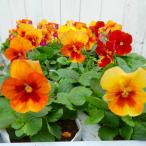 パンジー苗1ポットわらくアンティー...
