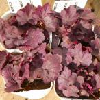 ヒューケラ苗グレープソーダ紫3.5...