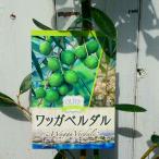 商品画像2