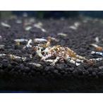 F0 SNOW. особь (12~15mm)10 шт креветка . аквариум водоросли тропическая рыба shrimp aquarium water plants