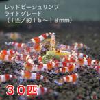 レッドビーシュリンプライトグレード...