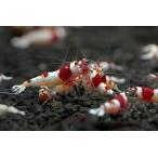 レッドビーシュリンプハイグレード日...