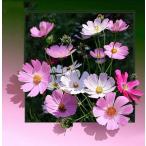 ダイヤモンドアート ビーズ絵画 コスモス 秋桜 秋 ピンク 花 ダイヤモンドペインティング ビーズ刺繍キット セット インテリア 手芸 送料無料
