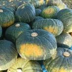 [ предварительный заказ принимается ] Chitose производство . делать marron тыква 10kg[ бесплатная доставка ]