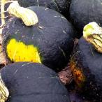 [ предварительный заказ принимается ] иметь машина культивирование Hokkaido производство каштан . армия тыква 10kg[ бесплатная доставка ]