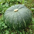 [ предварительный заказ принимается ] иметь машина культивирование Hokkaido производство Special сельское хозяйство ... тыква 5kg[ бесплатная доставка ]