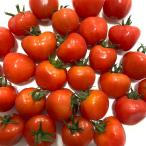 【農林水産省送料補助事業対象商品】余市産！柔らかい食感が魅力プチぷよ1kg【送料無料】