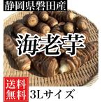  Shizuoka префектура Iwata производство море . клубень 3L размер 5 kilo ( примерно 8 шт из 10 штук входит ) бесплатная доставка!
