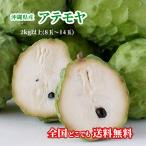 [ бесплатная доставка * немедленная отправка возможно ] Okinawa префектура производство *. теория остров производство атемоя 2kg(6 шар ~14 шар )[ лес. мороженое ] свежий прямая поставка 
