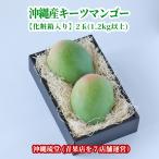 [ подарок максимальный ограничение соответствует * несессер ввод ] Okinawa префектура производство ключ tsu манго ( иллюзия. манго ) 2 шар (1.2kg и больше )[ немедленная отправка возможно * бесплатная доставка ] свежий прямая поставка 