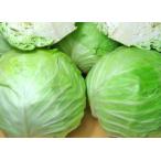 . зима снег. внизу капуста 2 шар (1 шар 1.5~1.6Kg) Hokkaido производство отгрузка время :12~3 месяц 