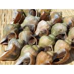  синий ..(. имеется 11-14 шт ) 1kg Hokkaido производство .tsub Boyle рефрижератор 