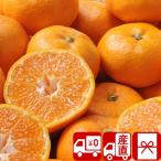  подарок по случаю конца года подарок 2025 фрукты . фрукты прямая поставка от производителя Ehime мандарин 2kg(85151)