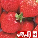 ショッピング引越し 挨拶 ギフト お歳暮 2025 ギフト プレゼント お取り寄せ 産地直送 福岡あまおう(85164)