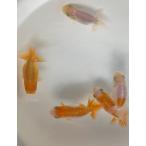 (金魚)らんちゅう 5匹セット 7cm〜10cm