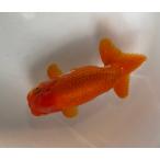  золотая рыбка красный серия левый . правый поясница . белый 13cm