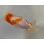  золотая рыбка .... рисунок 13cm 5 месяц ..